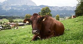 A cow sitting on a field