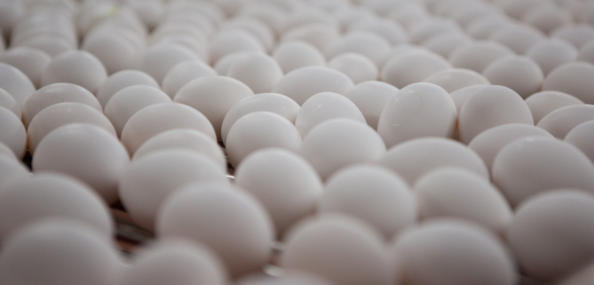 white eggs