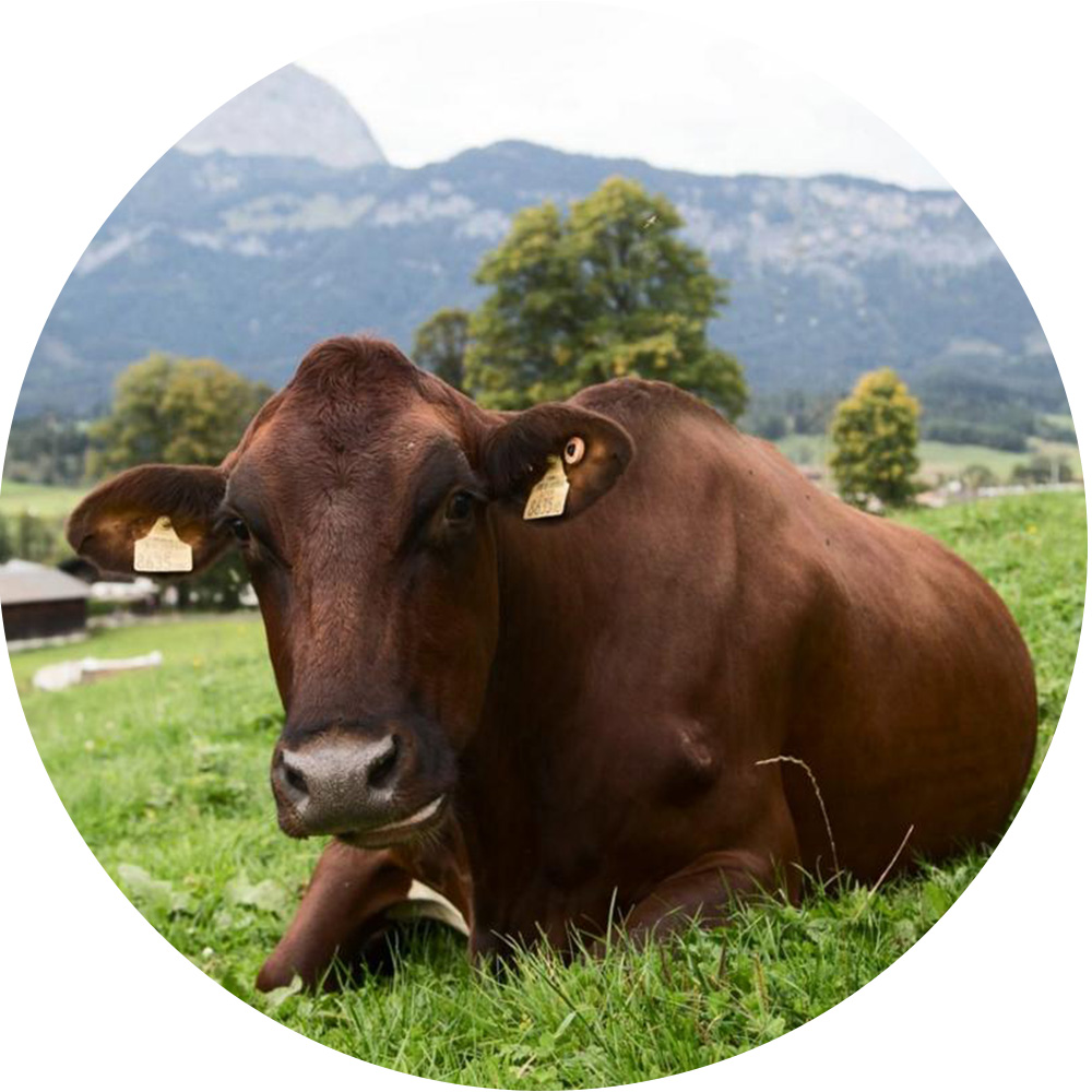 A cow grazing in a field